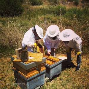 apiturismo experiencia rural grupo de apicultores abriendo una colmena