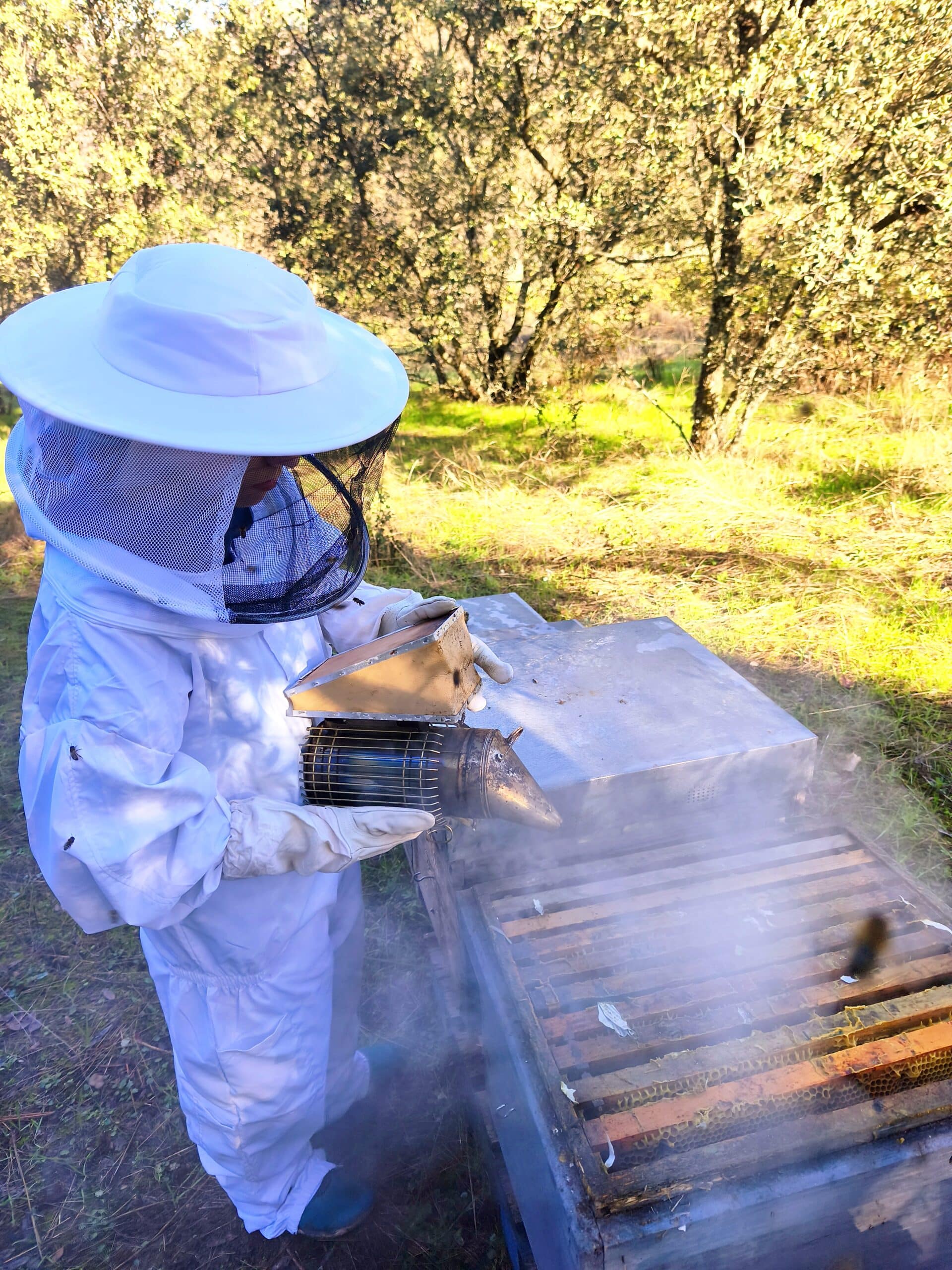niño con traje de apicultura abriendo colmenas de abejas