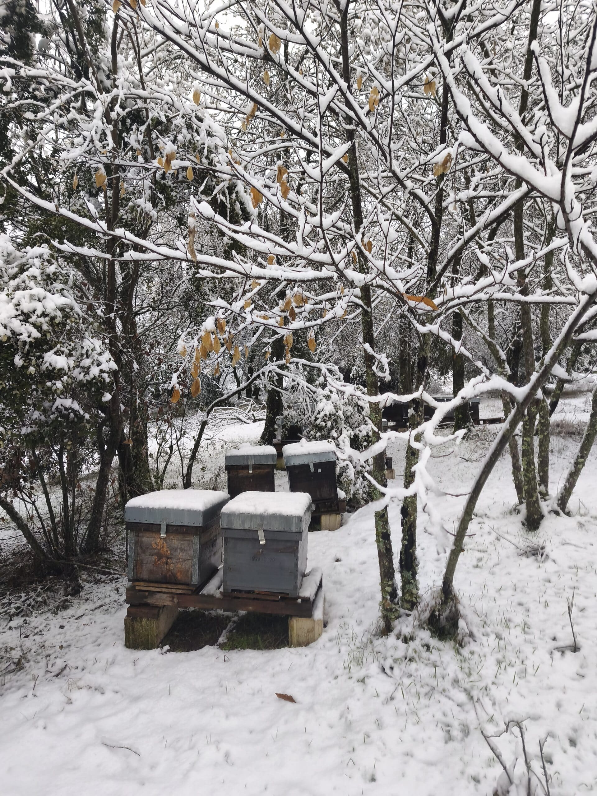 Arkoni se reconstruye tras un invierno duro en Pedro Bernardo
