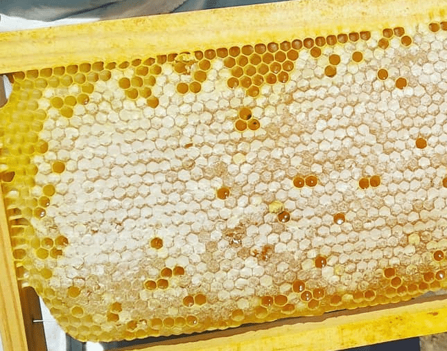 panal de miel natural de abejas