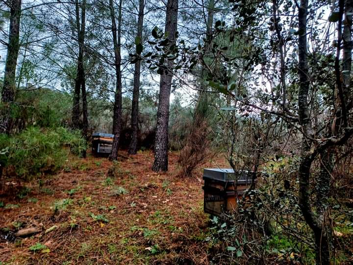 Arkoni: apicultura sostenible y experiencias rurales en Ávila