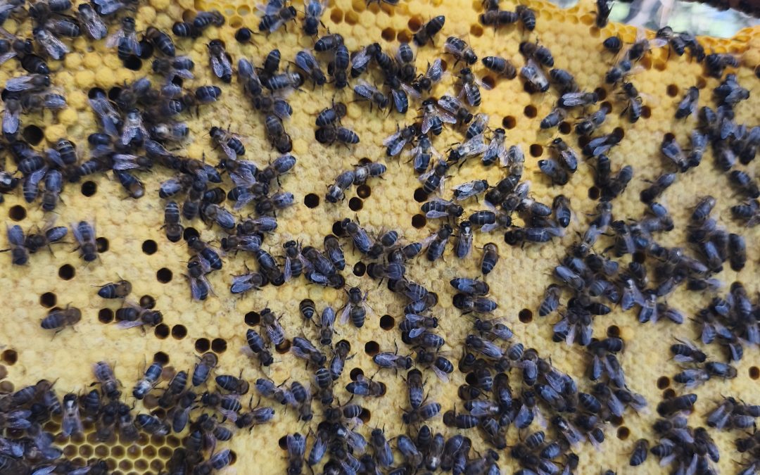 panal con cera y abejas negras ibericas con fondo de bosque
