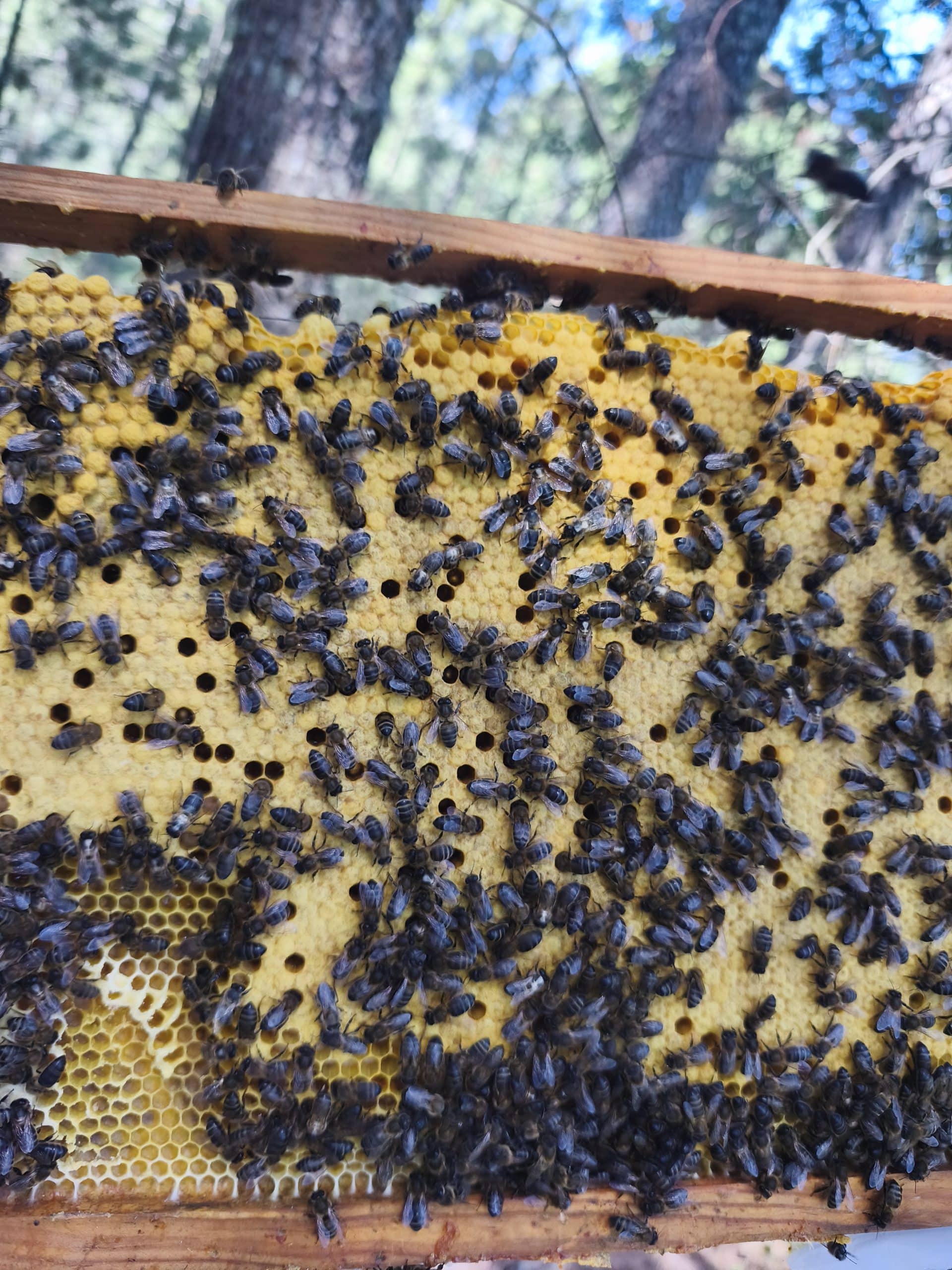 panal con cera y abejas negras ibericas con fondo de bosque
